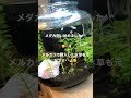 [ベスト] ヌマエビ メダカ 318943-ヌマエビ メダカ