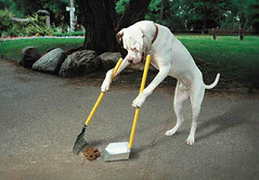 Trained Dog