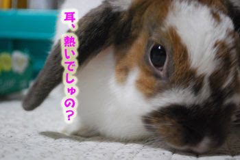ママりんさんの独り言 うさぎの耳