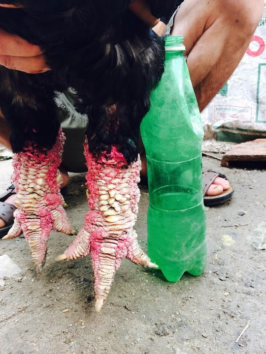 gà, Đông-Tảo, đại-gia, cặp-giò, biếu-Tết, gà-lai