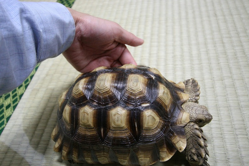 ケヅメリクガメ 成長線 児玉義弘のココだけの話