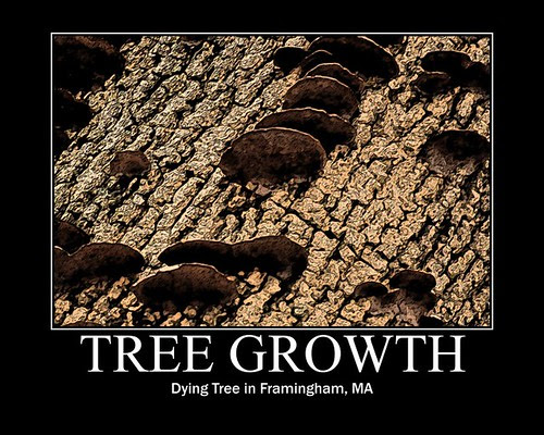 Tree Growths