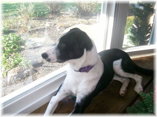 Mollie Christmas 2011