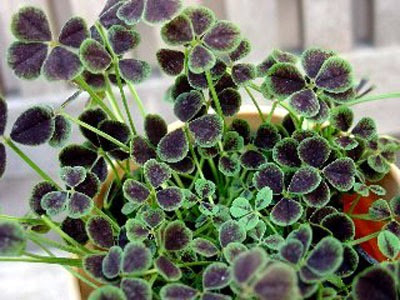 四葉 四つ葉 のクローバーの種類と育て方 園芸ナビ 花と野菜の育て方