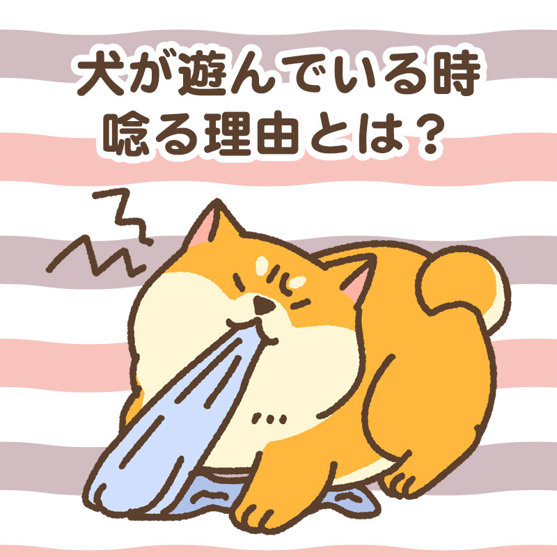 犬が遊んでいる時唸るのは怒っているから 唸る理由と対処法を紹介