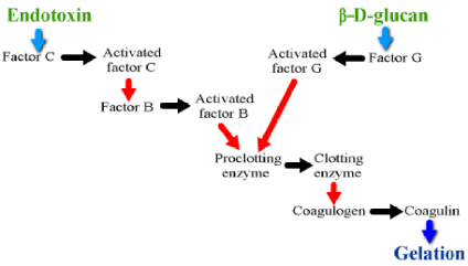 リムルステスト1