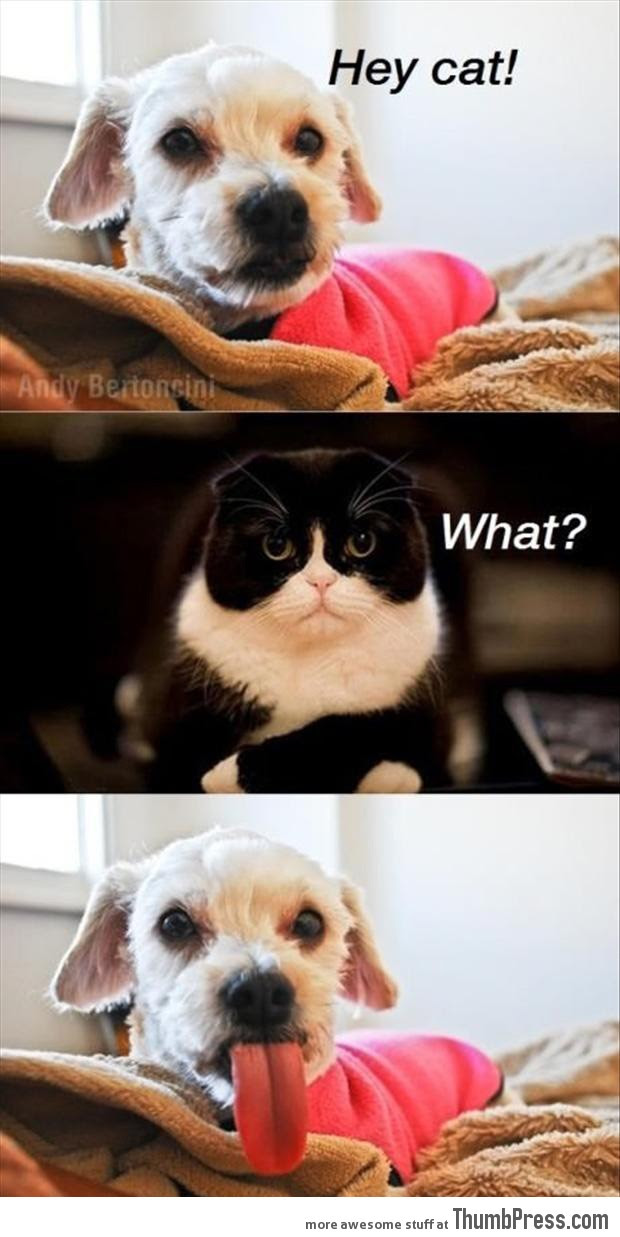 45 Absolutely Hilarious Pictures of Animals to Make You Laugh