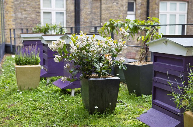 Heaven scent: The terrace is dotted with wildflowers and bee-friendly plants
