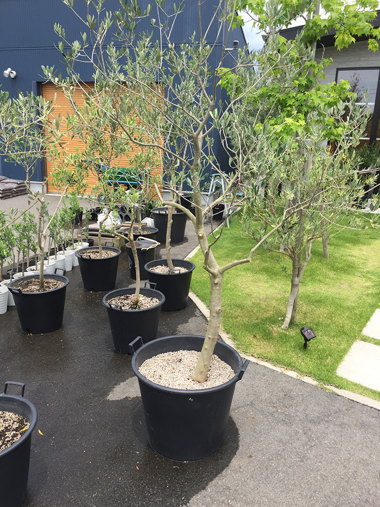 苗木ブリーダーとして大成功 トルコ産 直輸入オリーブ苗木