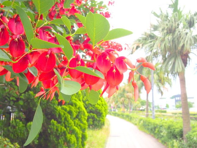 熱帯植物花図鑑