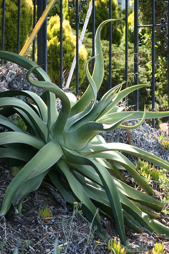 agave villmoriana