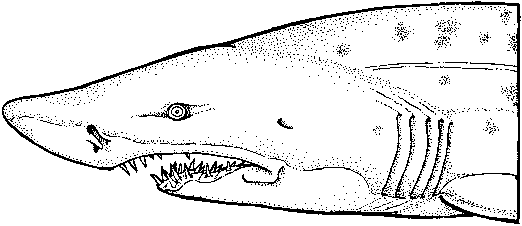 free shark coloring pages