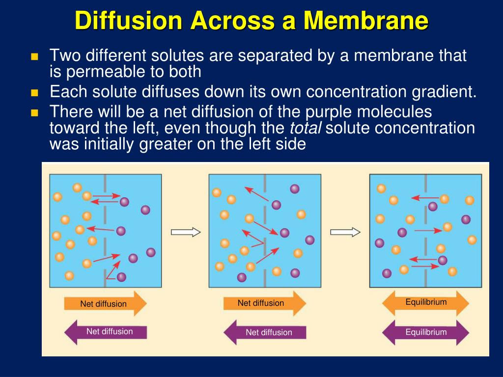 PPT Cell Membrane Structure and Function PowerPoint Presentation ID