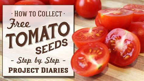 How To Collect Tomato Seeds