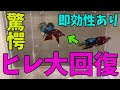 √無料でダウンロード！ ベタ ヒレ 癒着 自然治癒 286255