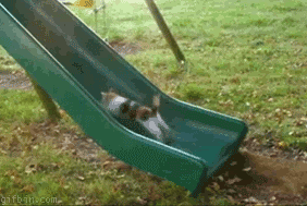 funny gifs