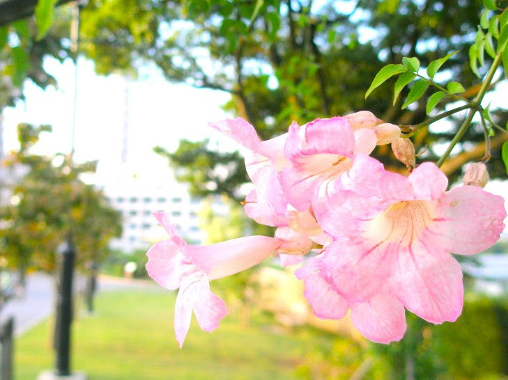 紫色の花図鑑