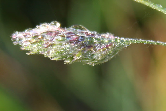 Grass seedhead macro