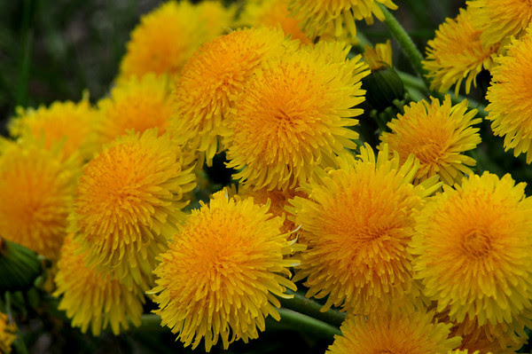 dandelion