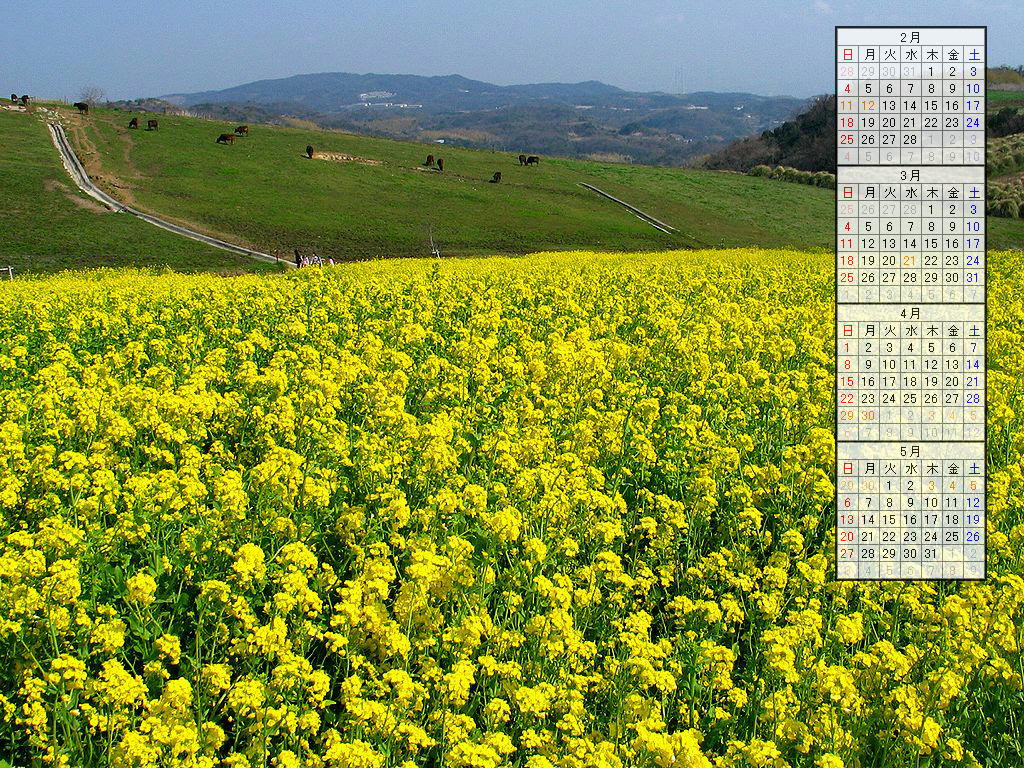 壁紙 菜の花 07年2月無料壁紙カレンダー 兵庫と神戸の写真ブログ