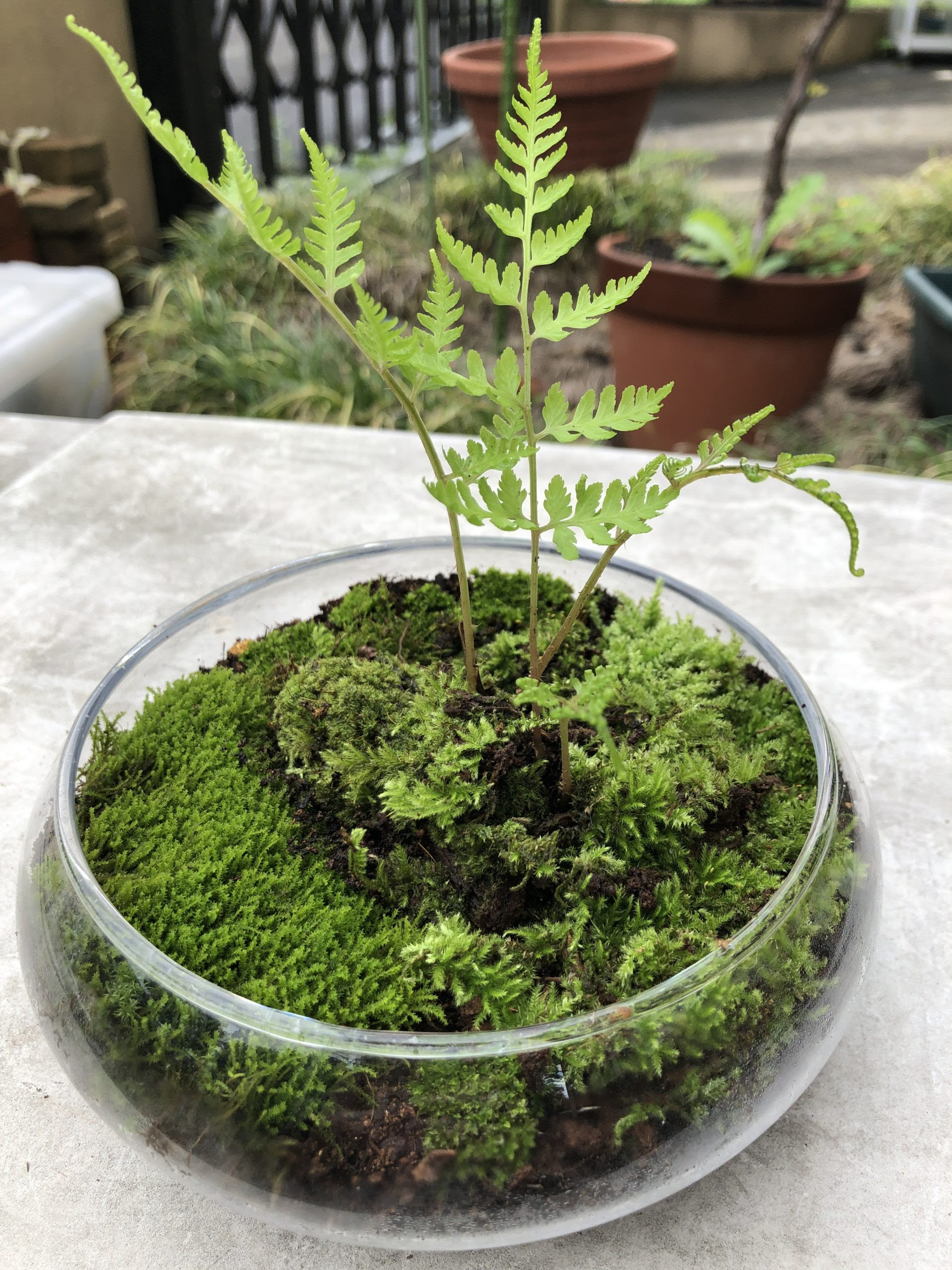 苔テラリウムを創ってみた プルメリアガーデン