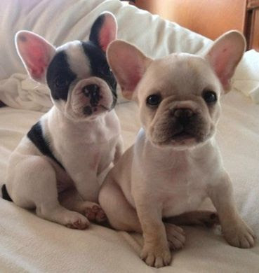  Edition French Bulldog Tee http://teespring.com/lovefrenchbulldogs