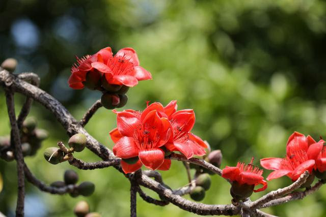 花漾鹏城 木棉花灿若红霞 赏花走起 深圳都市网