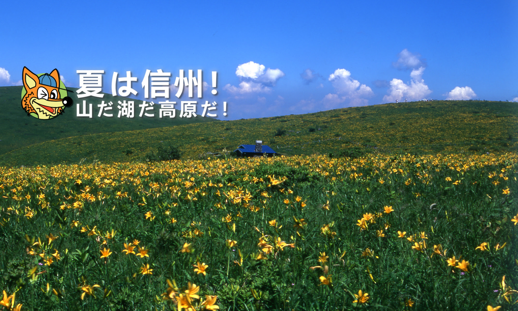 たびネット信州 長野県の旅行 観光 宿泊 温泉 山の花 ドライブ トレッキング 長野県の観光総合情報