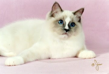 Mitted