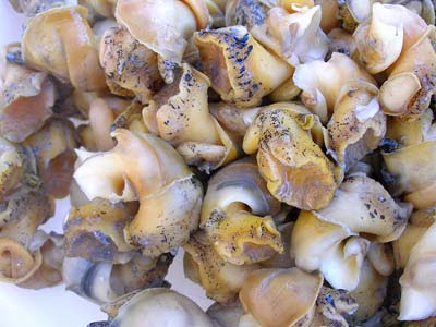 Edible Shellfish
