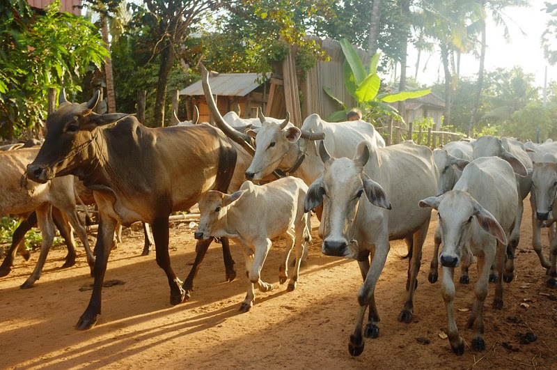 Kampong Thom - 05
