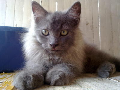Domestic Long Hair + Maine Coon Kitten Sold - 5 Years 7 ...
