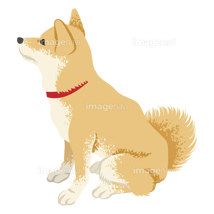 柴犬 横向き 見上げる の画像素材 イラスト素材ならイメージナビ