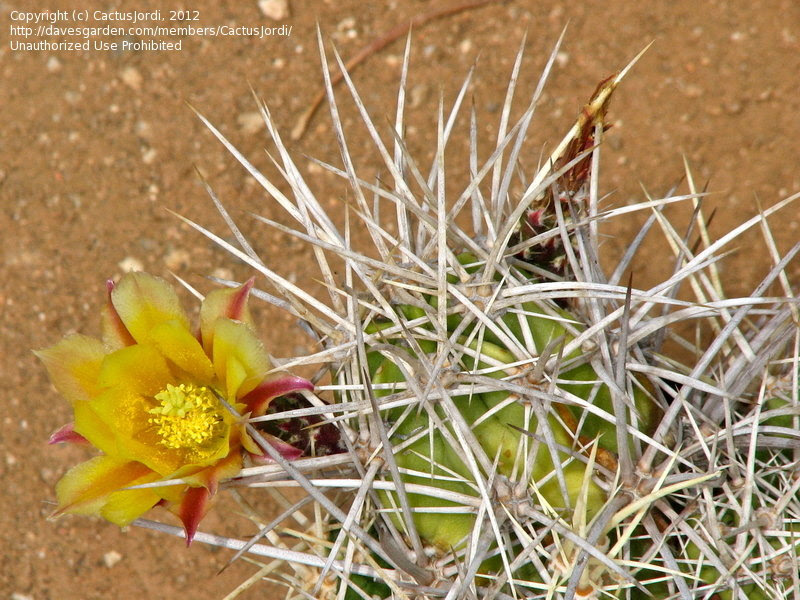 PlantFiles Pictures: Echinocereus (Echinocereus maritimus subsp