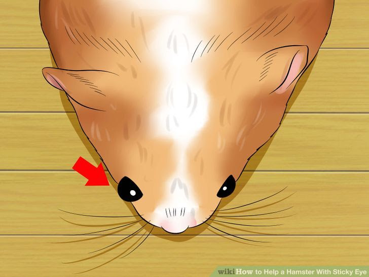 Help a Hamster With Sticky Eye Step 3 Version 2.jpg