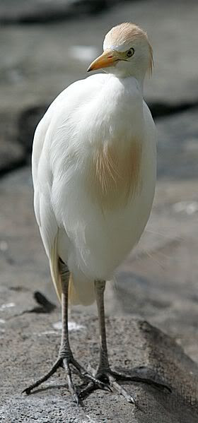 Wikipedia egret