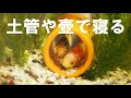 コレクション 金魚 横向き 寝る 175033-金魚 横向き 寝る