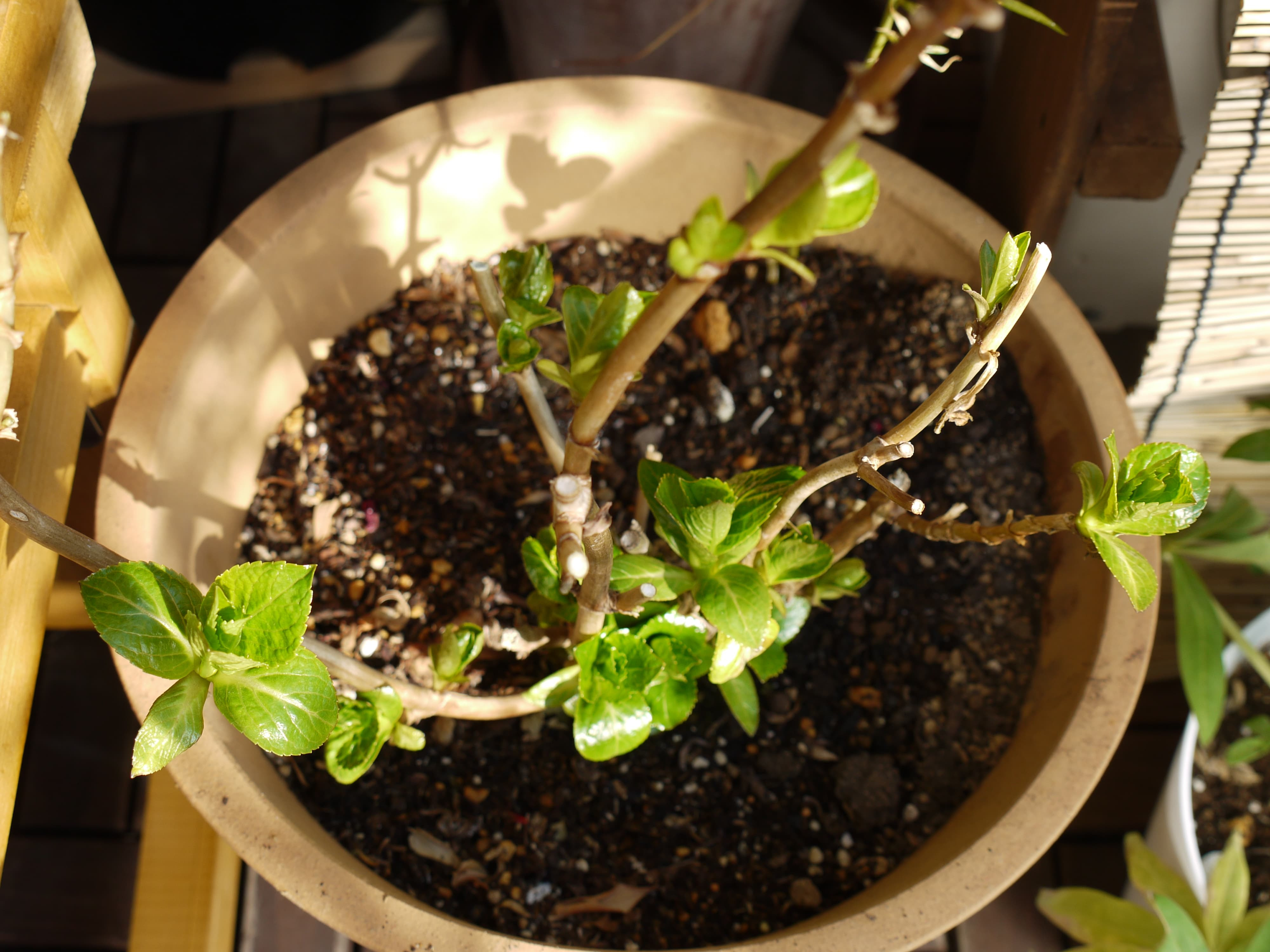 アジサイの春の萌芽から開花まで ぴすけの庭