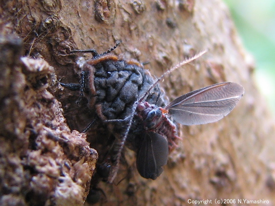 福光村昆虫記 半翅目３ ２ アブラムシ カイガラムシ