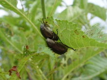アオドウガネとドウガネブイブイ 日々の生活と小さな昆虫記