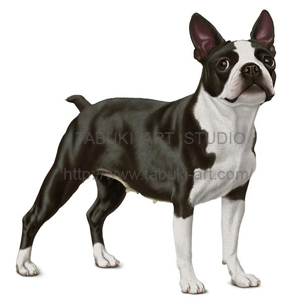犬のリアルイラスト 果物のイラスト作品