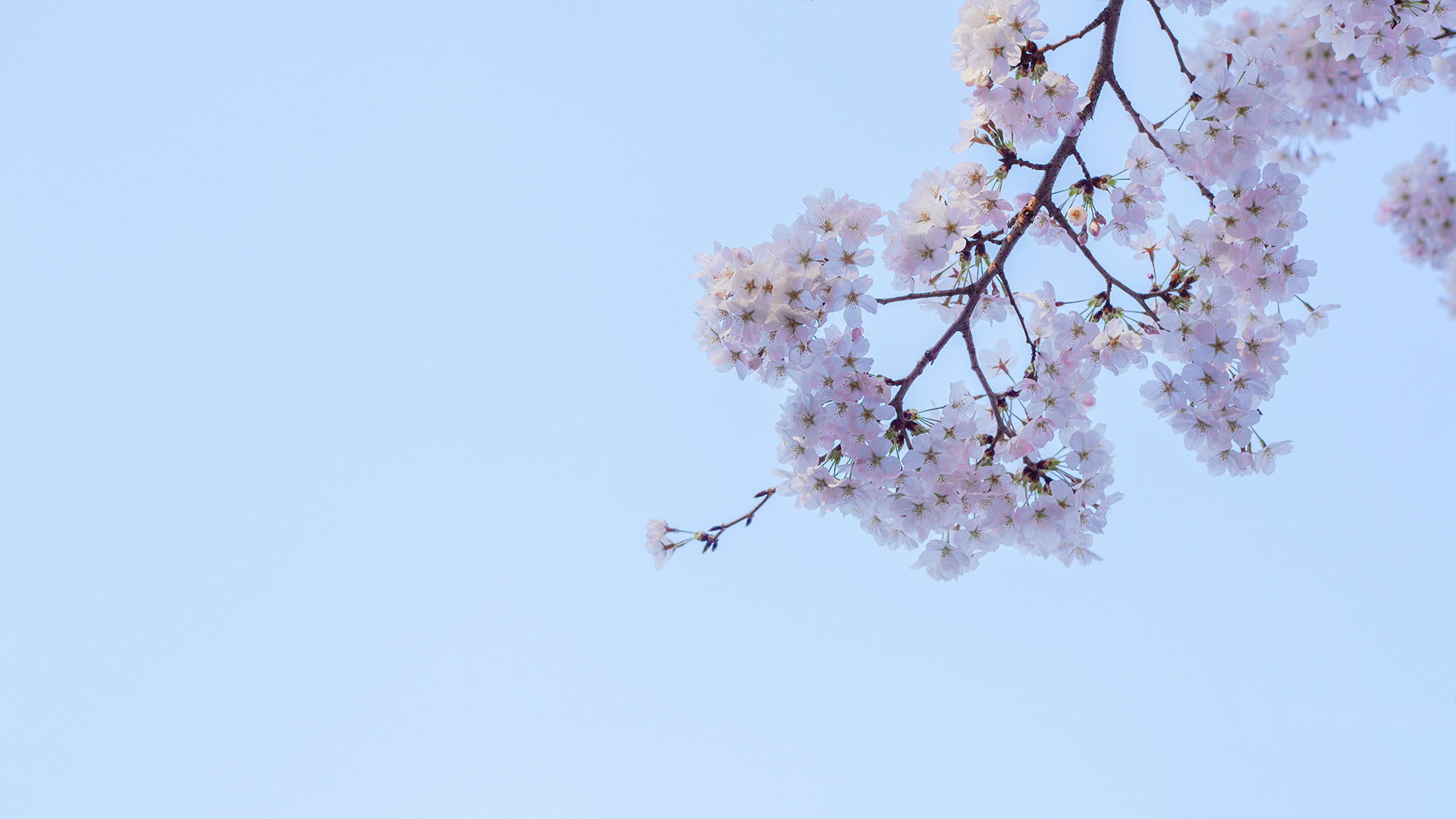 桜 壁紙の部屋 ツーリングとイラストと壁紙のサイト Palette