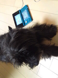 バリネードをデクの棒で 薄汚れ君がいく