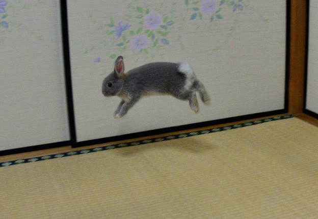 うさぎジャンプ６ 写真共有サイト フォト蔵