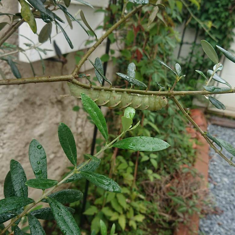 オリーブの木にはスズメガの幼虫 要注意 窓辺の風