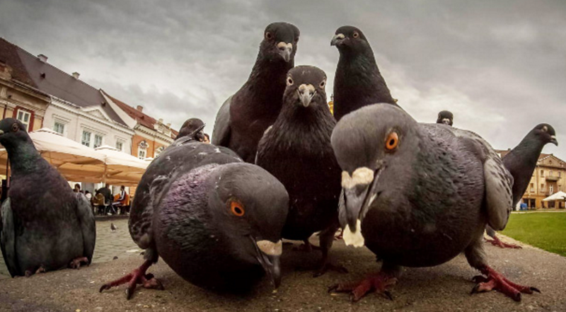 10 pictures of animals that look like they are gearing up to drop a hot music album.