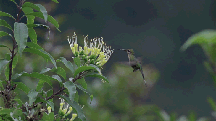 Os Presentes Que a Natureza Nos Dá