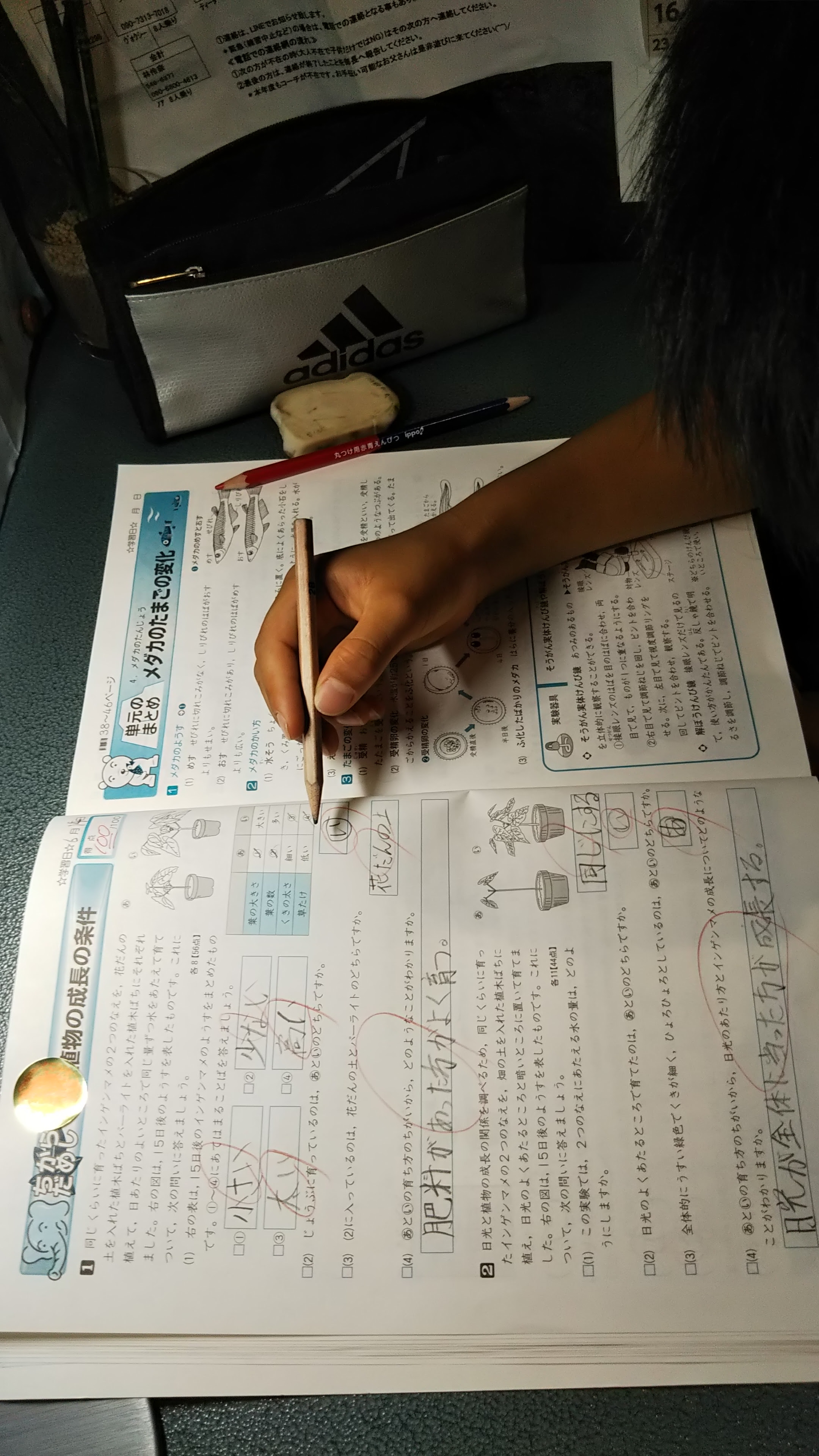 小学校5年生yくん理科 植物の成長の条件 の確認テストで100点 学習塾 凛 Rin 静岡県浜松市東区の個人塾