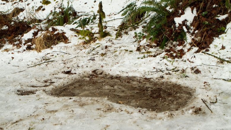 Bigfoot dvdrip 2012