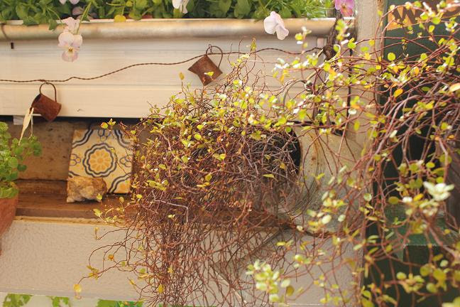 ワイヤープランツは冬に強い ベランダガーデニング ベランダの花日記 １